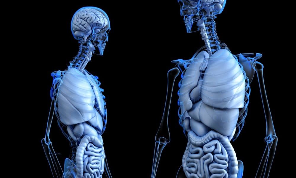 NetScientific invests $1m in bone reconstruction company EpiBone
