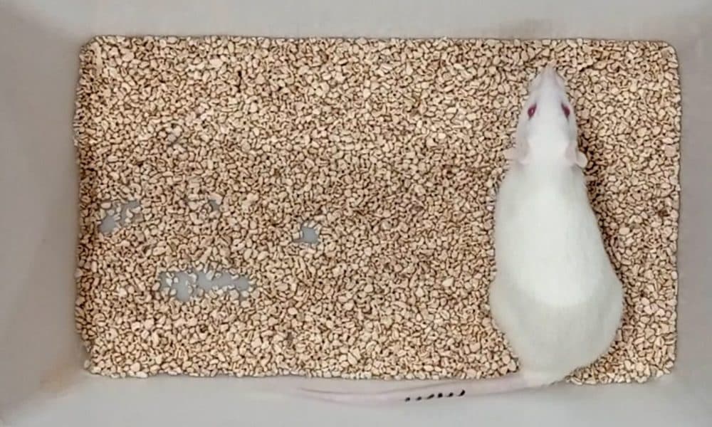 Longevity breakthrough as scientists extend lifespan of oldest-living lab rat